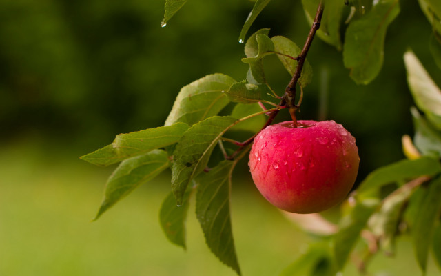 Red apple water droplets macro #6 free wallpaper - medium preview image