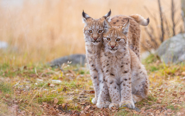 Lynx pair field grass leaves free wallpaper - medium preview image
