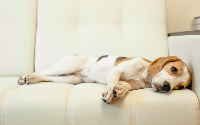 Dog couch shiba inu photorealistic free wallpaper - medium preview image