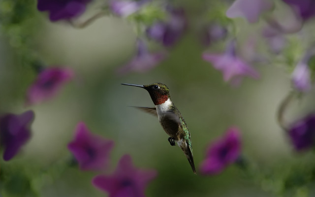 Hummingbird purple flower field bokeh free wallpaper - medium preview image