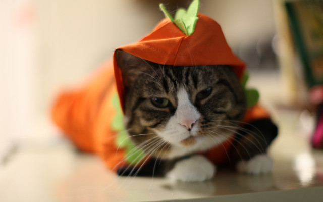 Cat costumed table bokeh furry free wallpaper - medium preview image