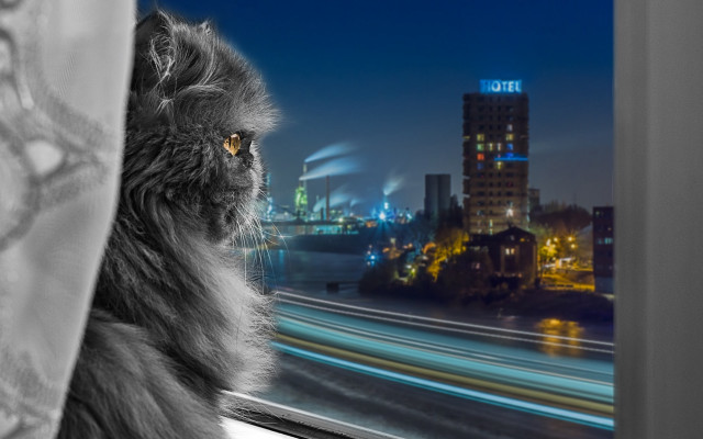 Cat city night ruins giant free wallpaper for desktop - medium preview image