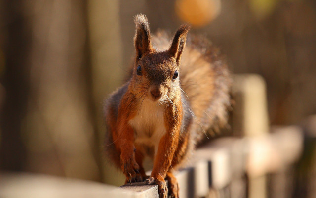 Squirrel fence tiltshift photorealistic nature free wallpaper - medium preview image