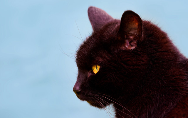 Black cat yellow eyes gothic #7 free wallpaper - medium preview image