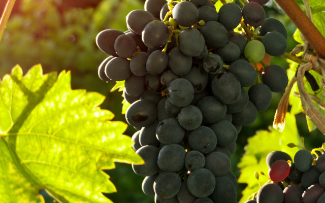 Grapes vineyard leaves sunlight photorealism free wallpaper - medium preview image