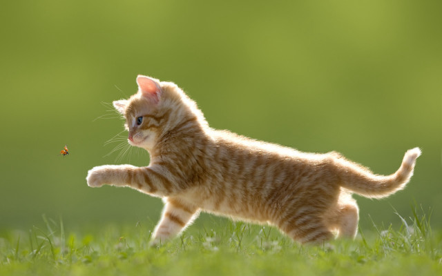 Kitten running insect grass blurry #2 free wallpaper - medium preview image