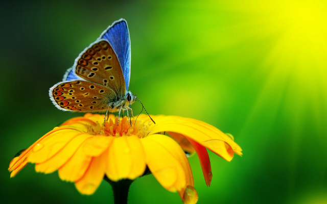 Butterfly yellow flower green background #3 free wallpaper - medium preview image