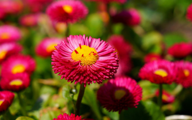 Pink flower yellow center macro #4 free wallpaper - medium preview image