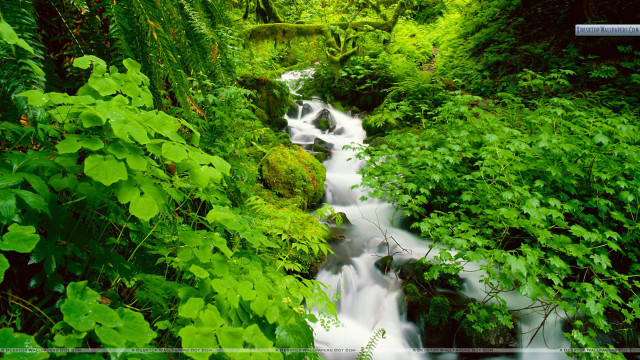 Stream lush green forest trees free wallpaper - medium preview image