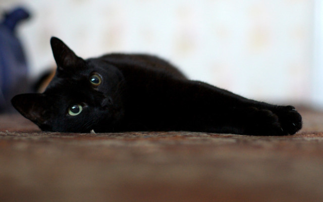 Black cat tilt shift shallow free wallpaper - medium preview image