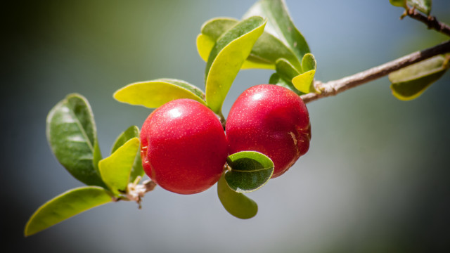 Red berries branch leaves buds free wallpaper - medium preview image