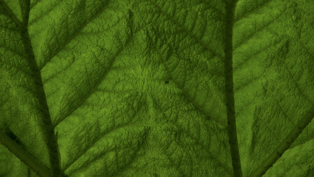 Green leaf macro photography highdetail free wallpaper - medium preview image