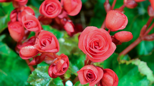 Red flowers water droplets macro #6 free wallpaper - medium preview image