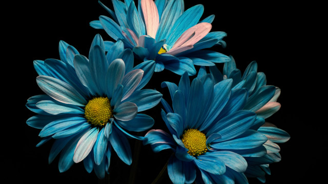 Blue flower vase fireworks solo free wallpaper - medium preview image