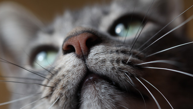 Cat eye closeup macro blurry free wallpaper - medium preview image