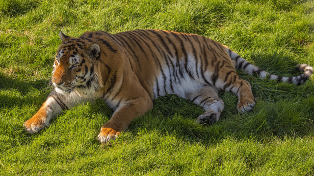 Tiger laying on grass nature free wallpaper - medium preview image