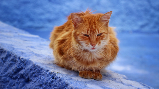 Sad cat ledge fauvism orange free wallpaper - medium preview image