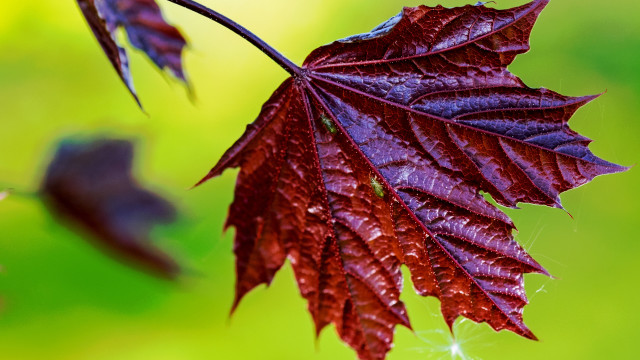 Red leaf water droplets macro #8 free wallpaper - medium preview image