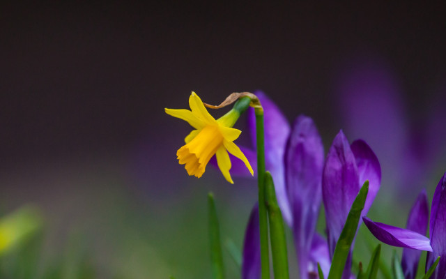Yellow flower purple background green free wallpaper - medium preview image