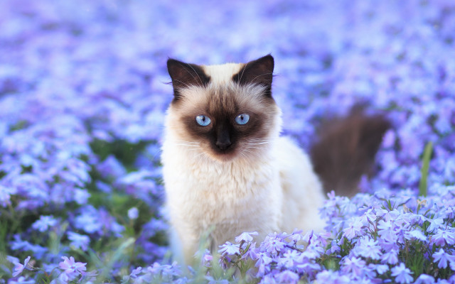 Cat purple flower field blue free wallpaper - medium preview image