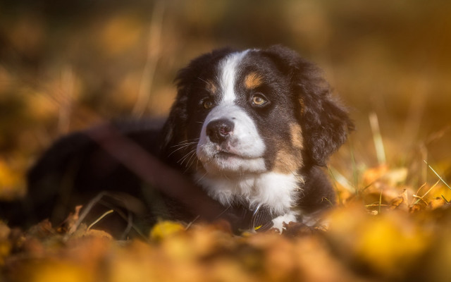 Dog grass autumn bokeh fire free wallpaper - medium preview image