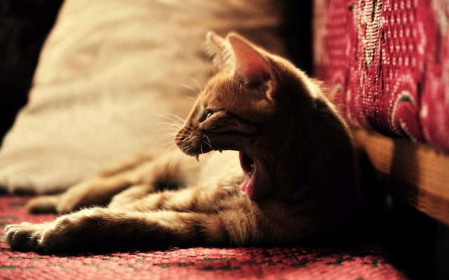 Cat yawning couch redpillow attack free wallpaper - medium preview image