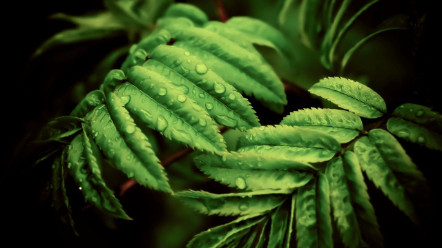 Green leaf water drops photorealistic free wallpaper - medium preview image