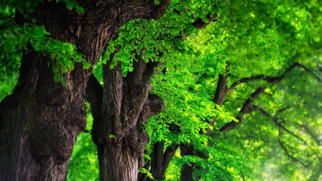 Park trees bench nature green free wallpaper - medium preview image