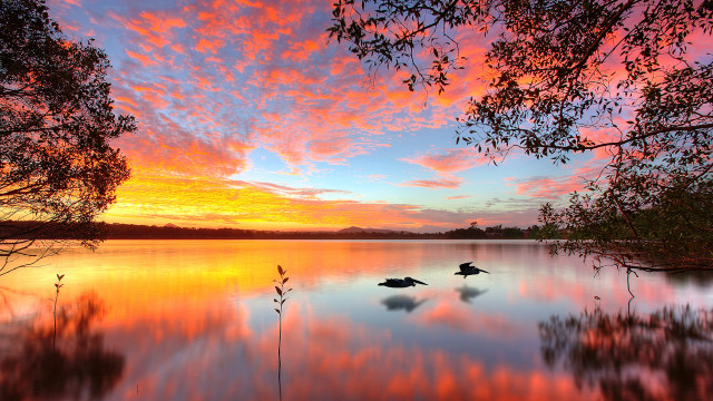 Sunset lake ducks trees pink free wallpaper - medium preview image