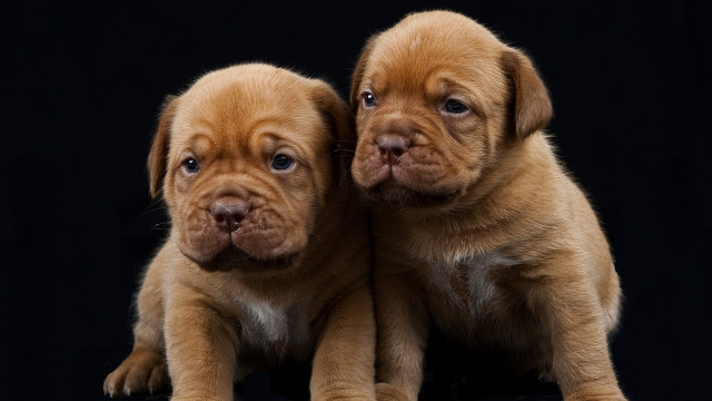 Puppies sitting black background blue free wallpaper - medium preview image