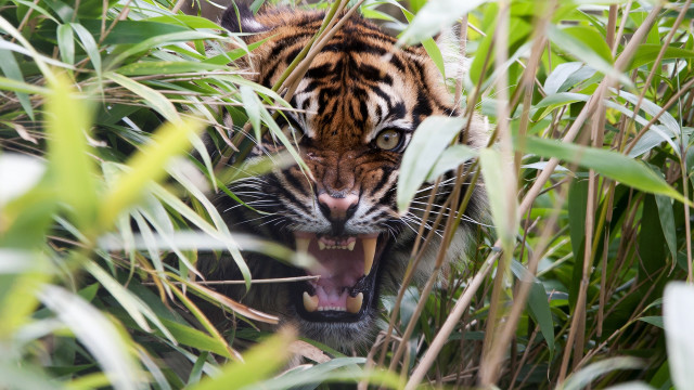Tiger growling tallgrass bamboo blurry free wallpaper - medium preview image