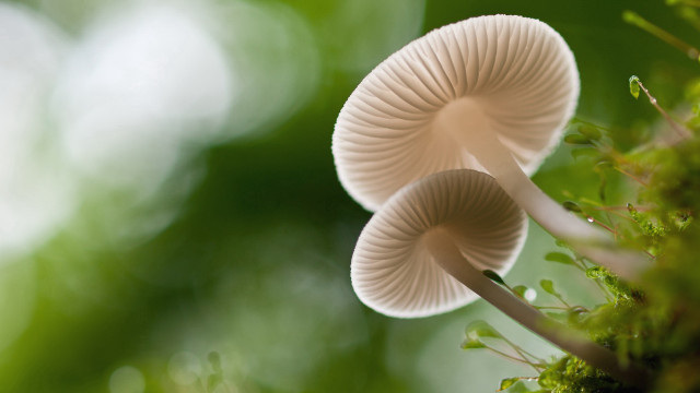 Mushrooms tree branch forest macro free wallpaper - medium preview image