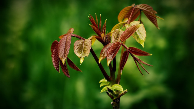 Small tree red leaves green free wallpaper - medium preview image