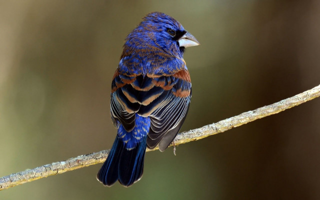 Blue bird branch cloisonnism striped free wallpaper - medium preview image