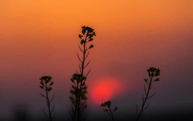 Sunset bamboo tree cloud moon free wallpaper - medium preview image
