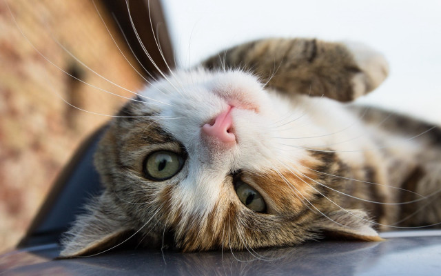Cat back car hood looking free wallpaper - medium preview image