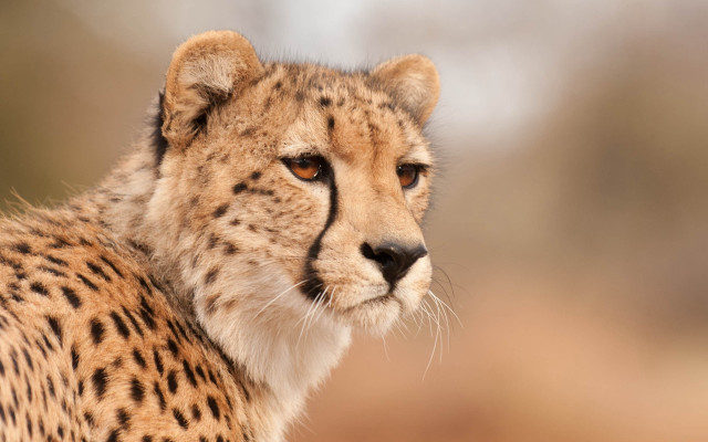 Cheetah camera bushy background animal free wallpaper - medium preview image