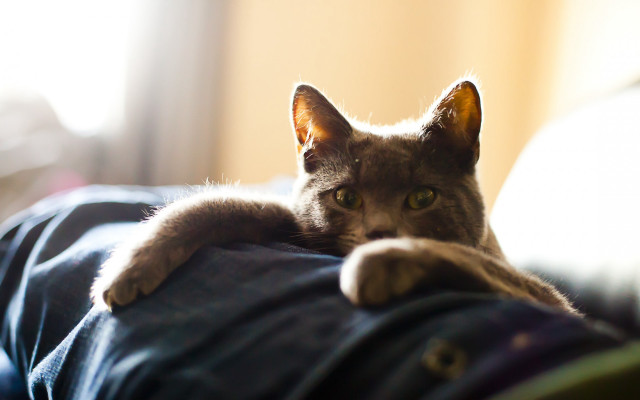 Cat leg bed sunlight animal free wallpaper - medium preview image