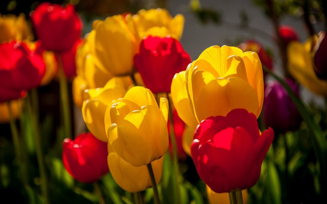 Red yellow flower bokeh blurry free wallpaper - medium preview image