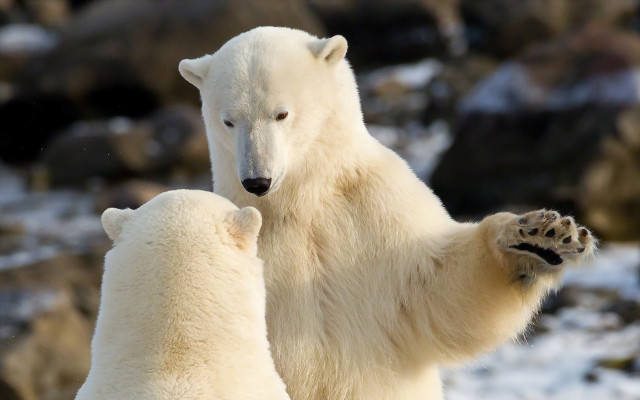 Polar bear cub snow blurry free wallpaper - medium preview image