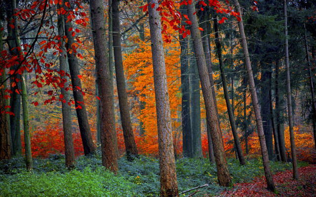 Fall foliage forest impressionist leaves free wallpaper - medium preview image