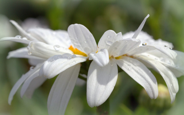 White flower water droplets macro #3 free wallpaper - medium preview image