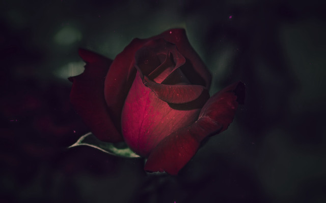 Red rose dark room green free wallpaper - medium preview image