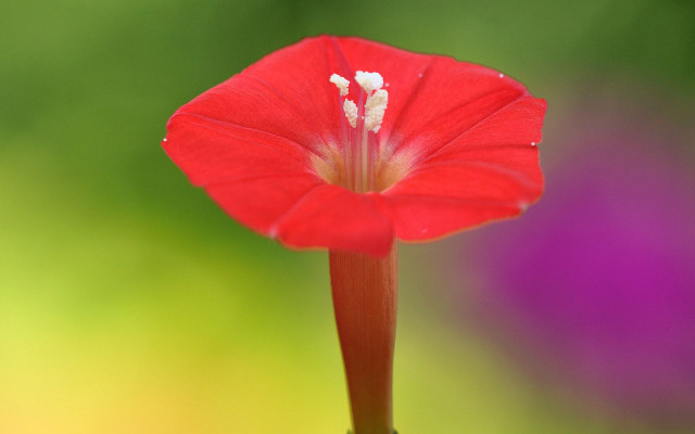 Red flower white stamen macro free wallpaper - medium preview image