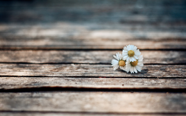 Daisies wooden table outdoor sunset free wallpaper - medium preview image