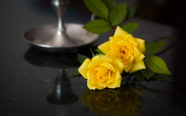 Yellow rose still life blurry free wallpaper - medium preview image