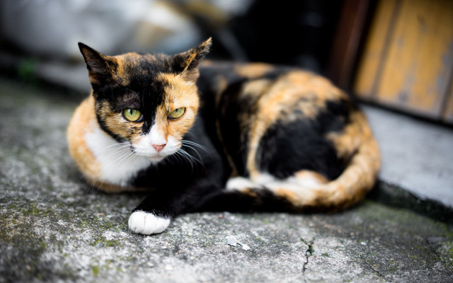 Serious cat green eyes blurry free wallpaper - medium preview image
