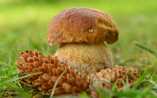Mushroom pinecone autumn nature blurry free wallpaper - medium preview image