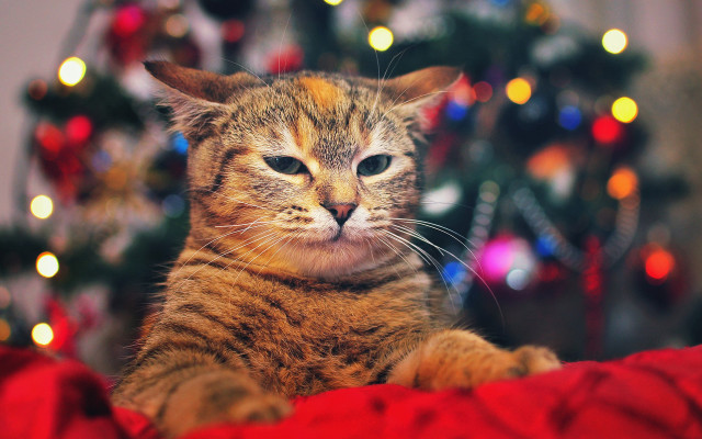 Cat christmas tree lights ants free wallpaper - medium preview image