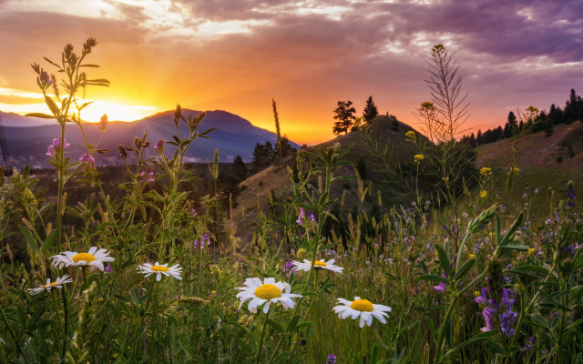 Wildflowers sunset mountains landscape flowers free wallpaper - medium preview image